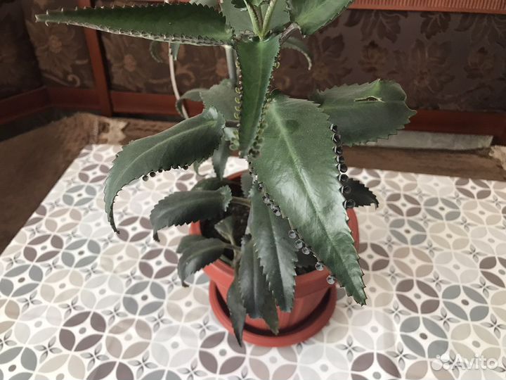 Каланхоэ лечебное