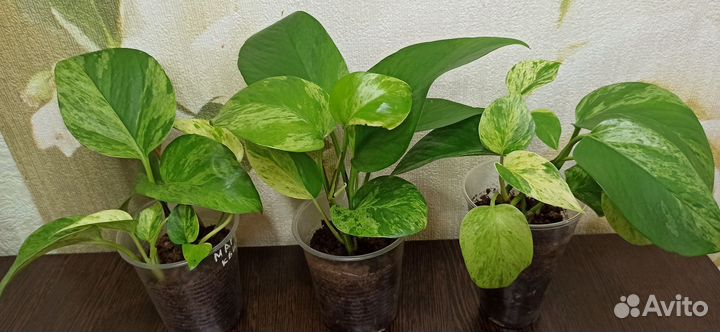 Эпипремнум марбл квин и плющ Хедера 'Еллоу Риппл'