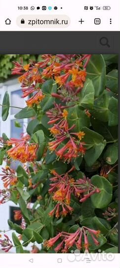 Жимолость каприфоль