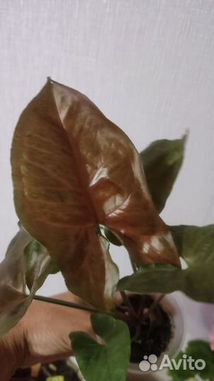 Комнатные цветы