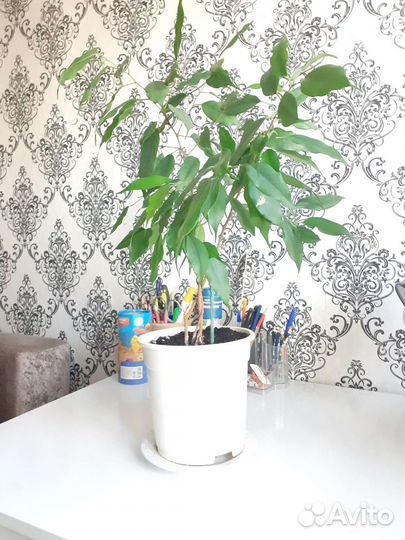 Фикус бенджамина