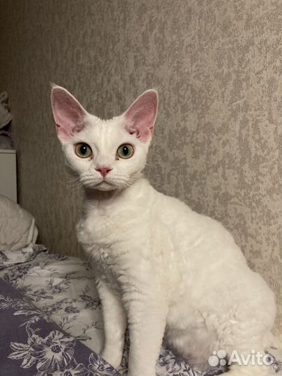 Передержка кошек, котоситтер