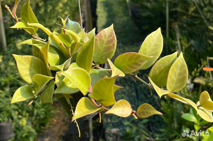 Хойя Санрайз Ребекка (sunrise)