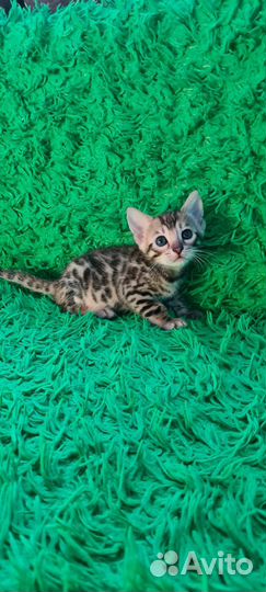 Бенгальские котята