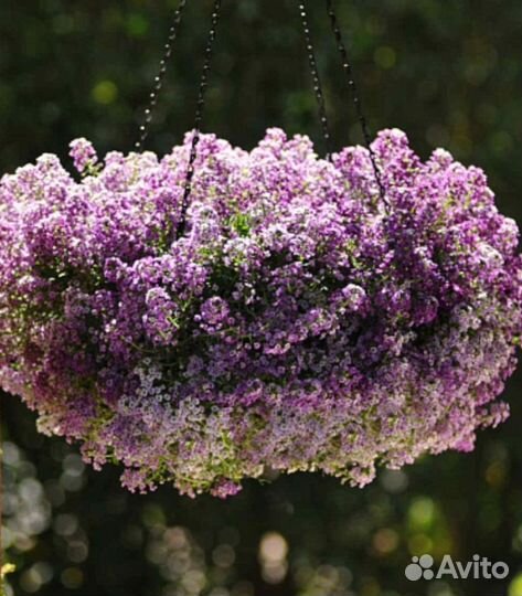 Лобулярия ампельная