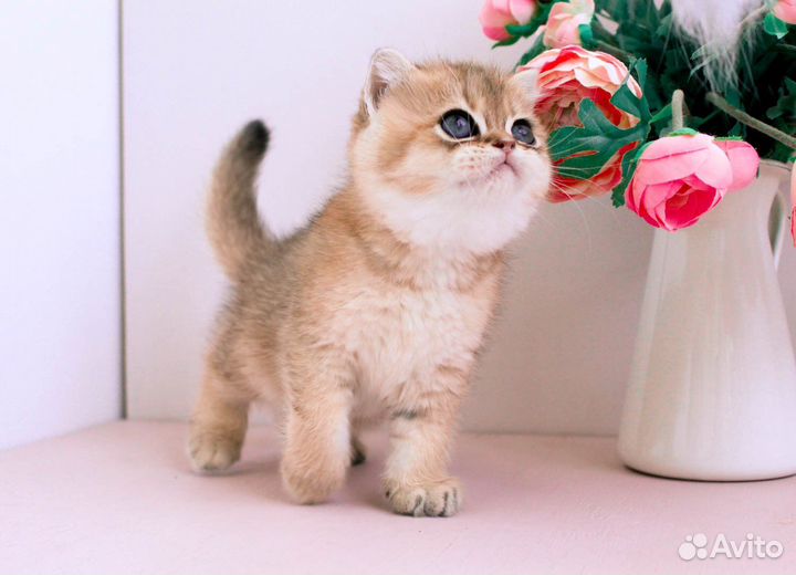 Британская золотая шиншилла