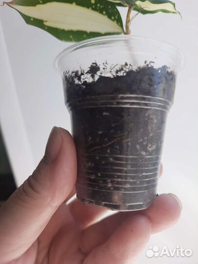 Драцена милки вей (млечный путь)