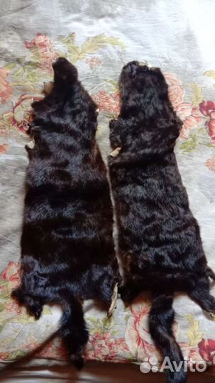 Шкурка животного