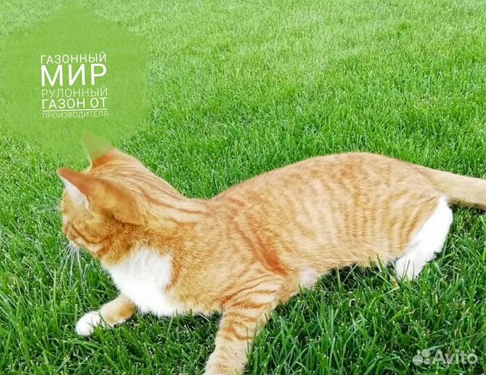 Рулонный газон