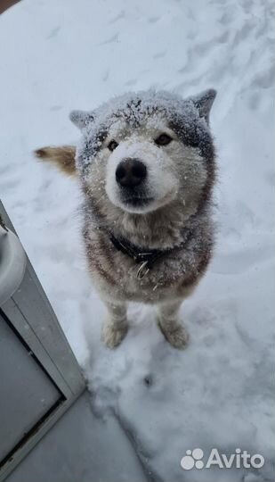 Аляскинский маламут вязка