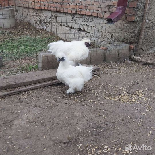 Китайские шелковые куры