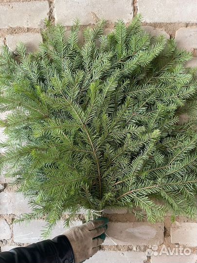 Веники пихтовые от производителя