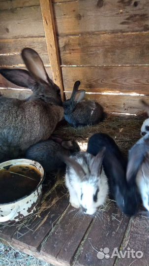 Кролики 1,5 мес