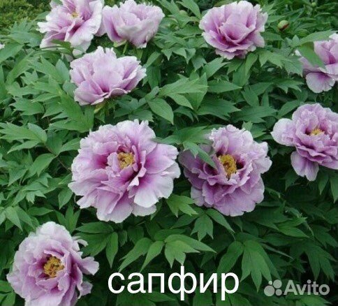 Древовидные Пионы