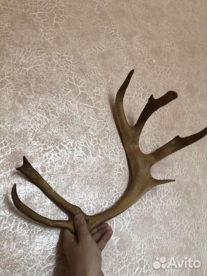 Рога косули