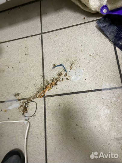 Уничтожение тараканов клопов дезинфекция