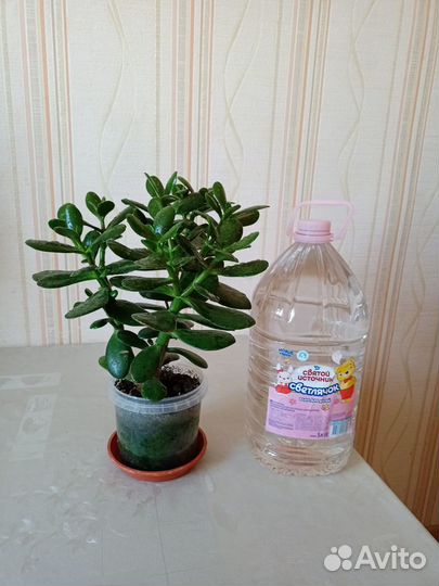 Денежное дерево (крассула)