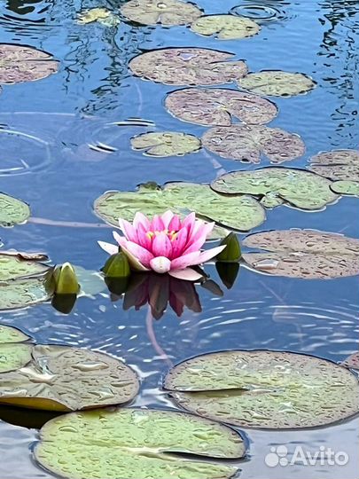 Нимфеи для пруда,водяннные лилии