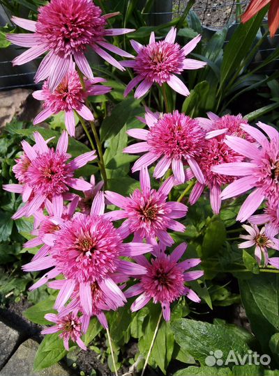 Многолетние растения для вашего сада