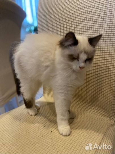 Невский маскарадный котенок