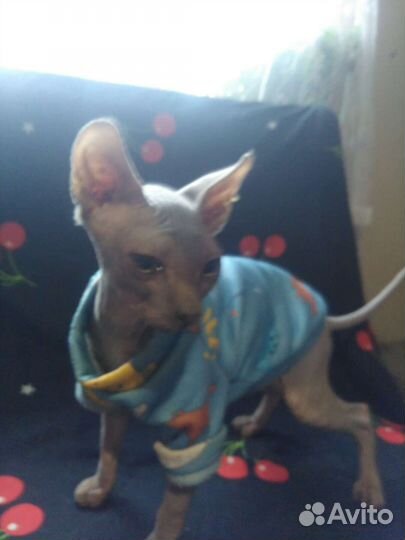 Домашние животные кошки