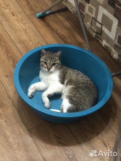 Кошка в добрые руки