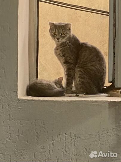 Кошки