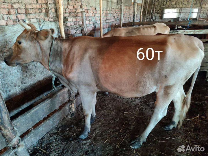 Коровы дойные породистые