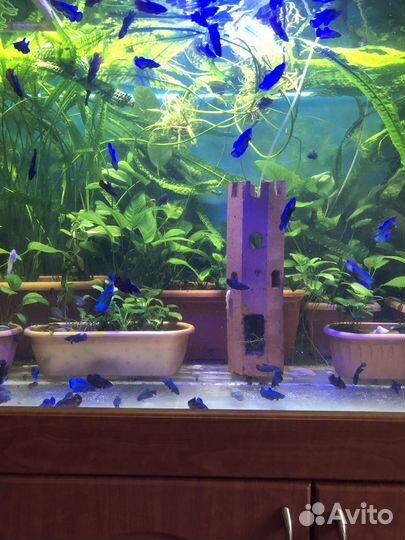 Аквариумная рыбка Петушок,Анциструсы,Расте