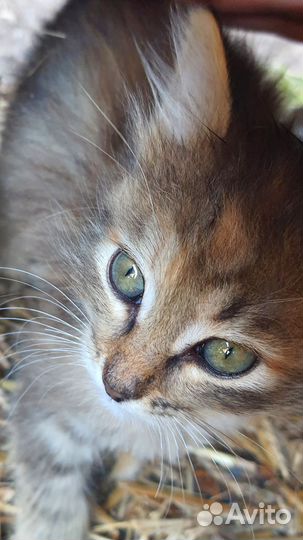 3 маленьких котенка