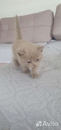 Британские вислоухие котята