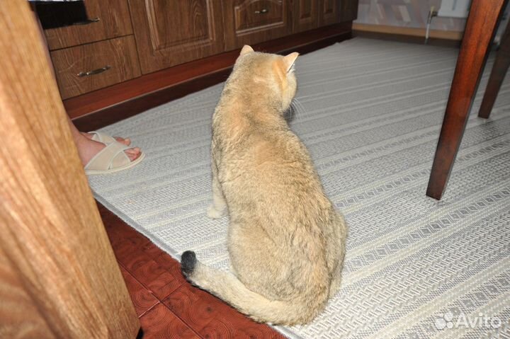 Вязка Martin Romeo Evelin Star