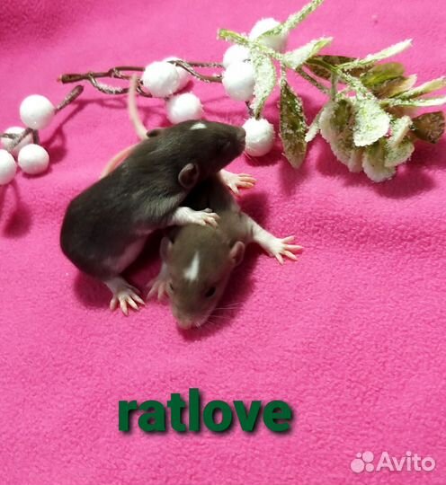 Крысята мальчишки дамбо от ratlove