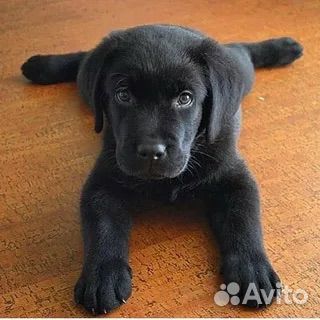 Лабрадор в добрые руки
