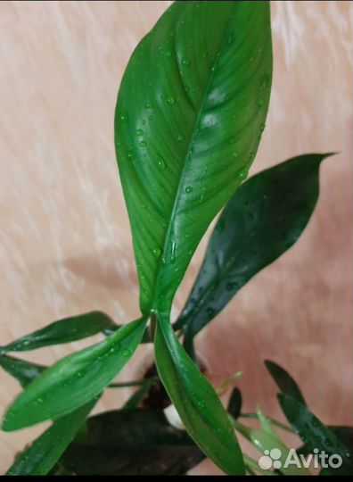 Филодендрон сингониум антуриум