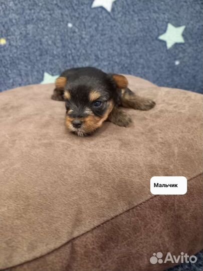 Йоркширский терьер