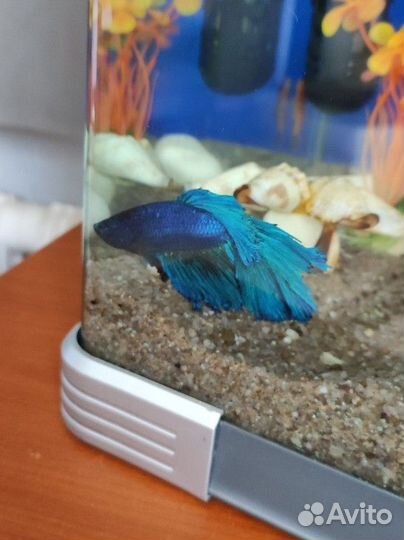 Рыбка петушок самец