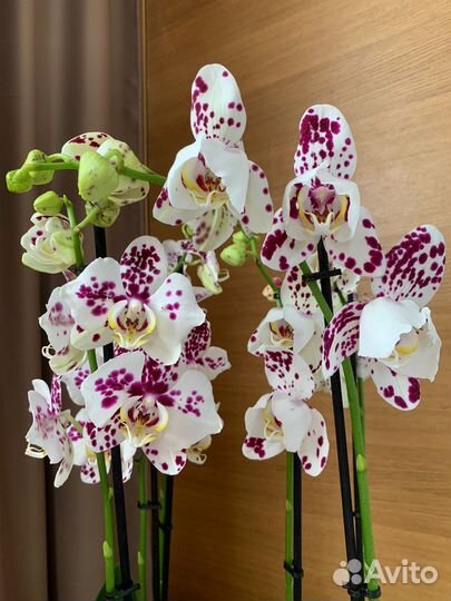 Фаленопсис Танго бабочка, пелор