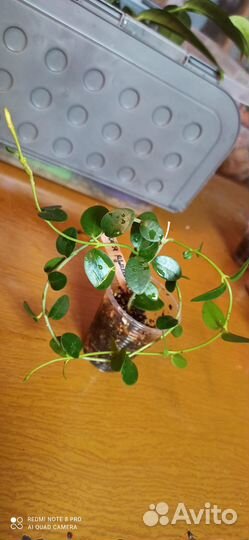 Редкие хойи.Хойя Ребекка