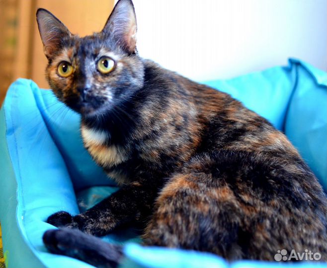 Оригинальные трёхцветные кошки в дар