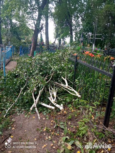 Спил деревьев