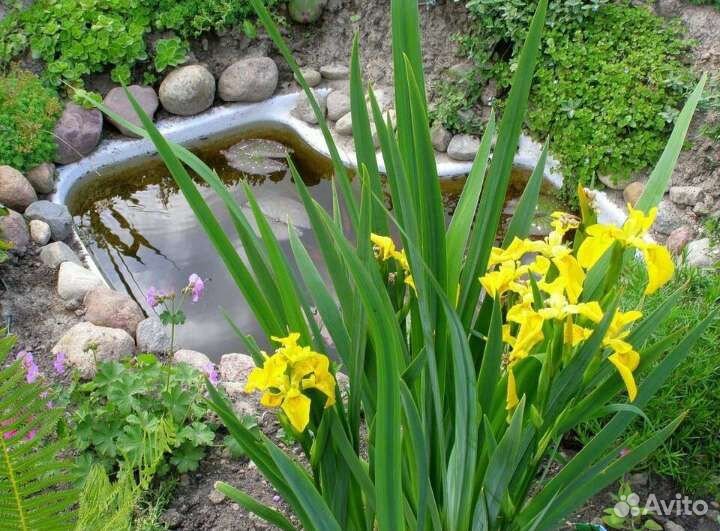 Ирис болотный (сибирский) жёлтый