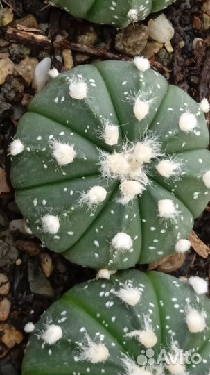 Astrophytum hybr. - cultivars гибриды и культивары