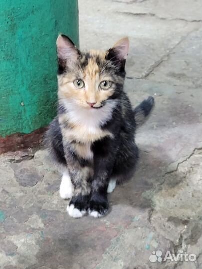 Девочка котенок 3,5 месяца