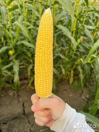 Кукуруза в початках