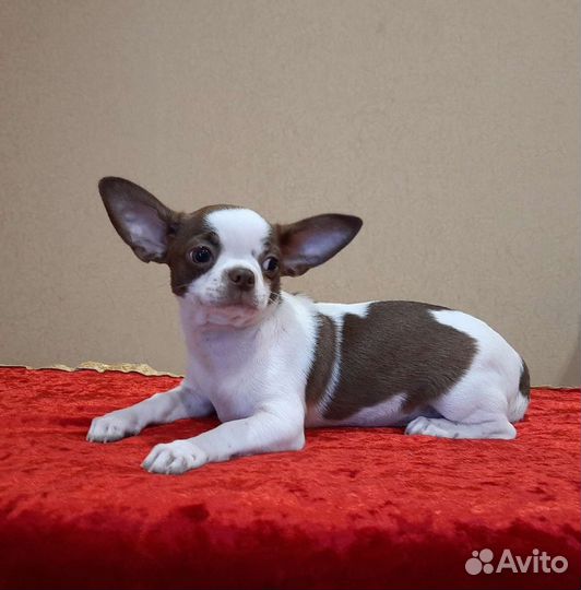 Курносики чихуа