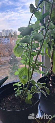 Комнатная мята