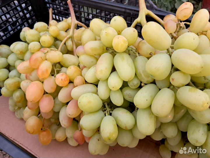 Виноград столовый