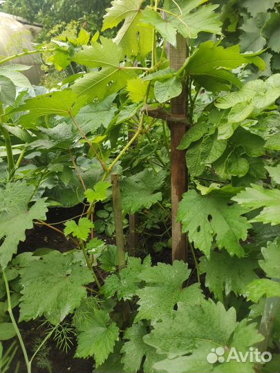 Черенки виноград (супер экстра, красотка ) 2-летки