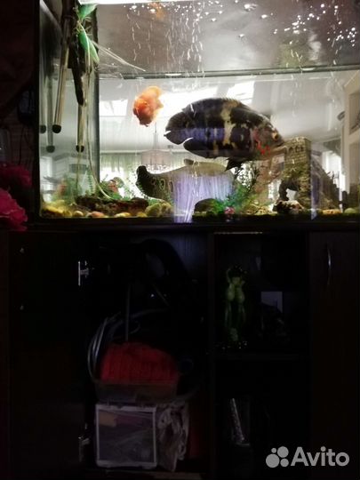 Аквариум с полным комплектом